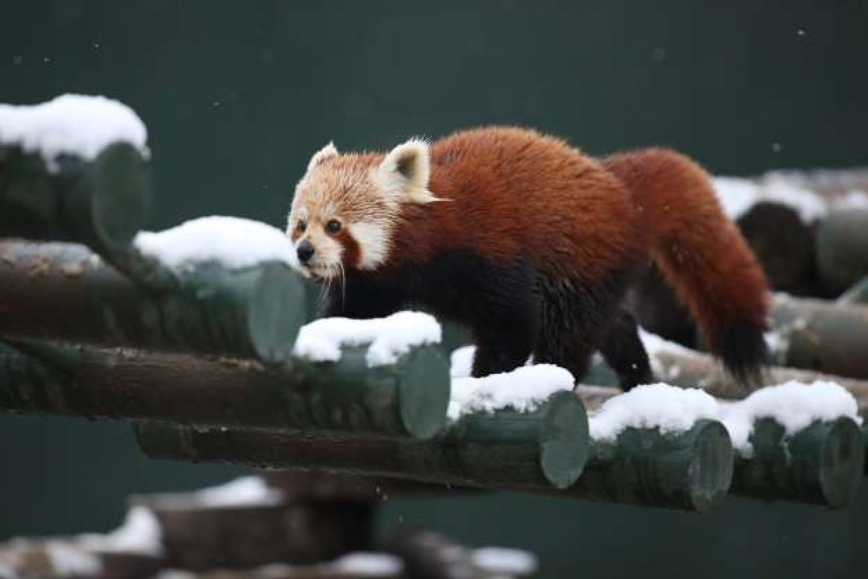 پاندا قرمز در محوطه خود در باغ وحش بورسا ، ترکیه ، در تاریخ 8 ژانویه پرسه می زند